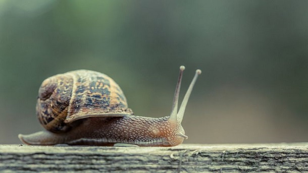 «Повільні новини» — нова якість журналістики чи цифрова утопія?